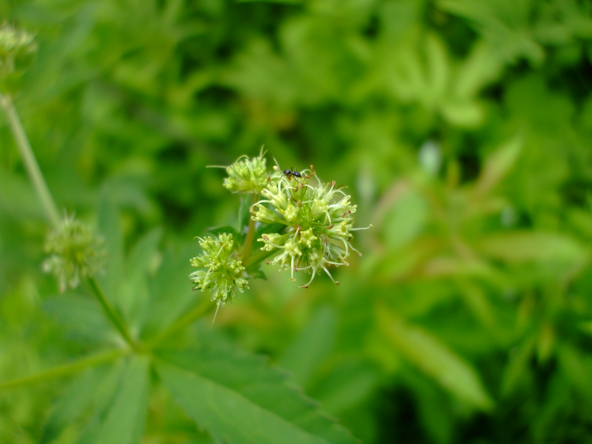 Sanicula marilandica